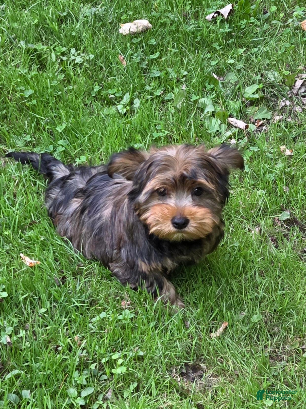 Morkie dogs Maple - Ad 2