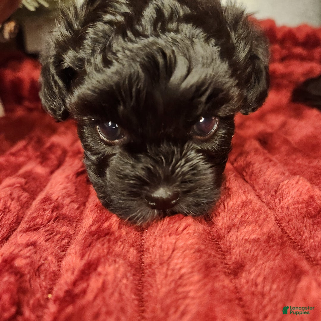 Shihpoo dogs for sale: Orange Collar Puppy 2 - Ad 1
