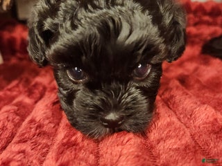 Shihpoo dogs Orange Collar Puppy 2 - Ad 39