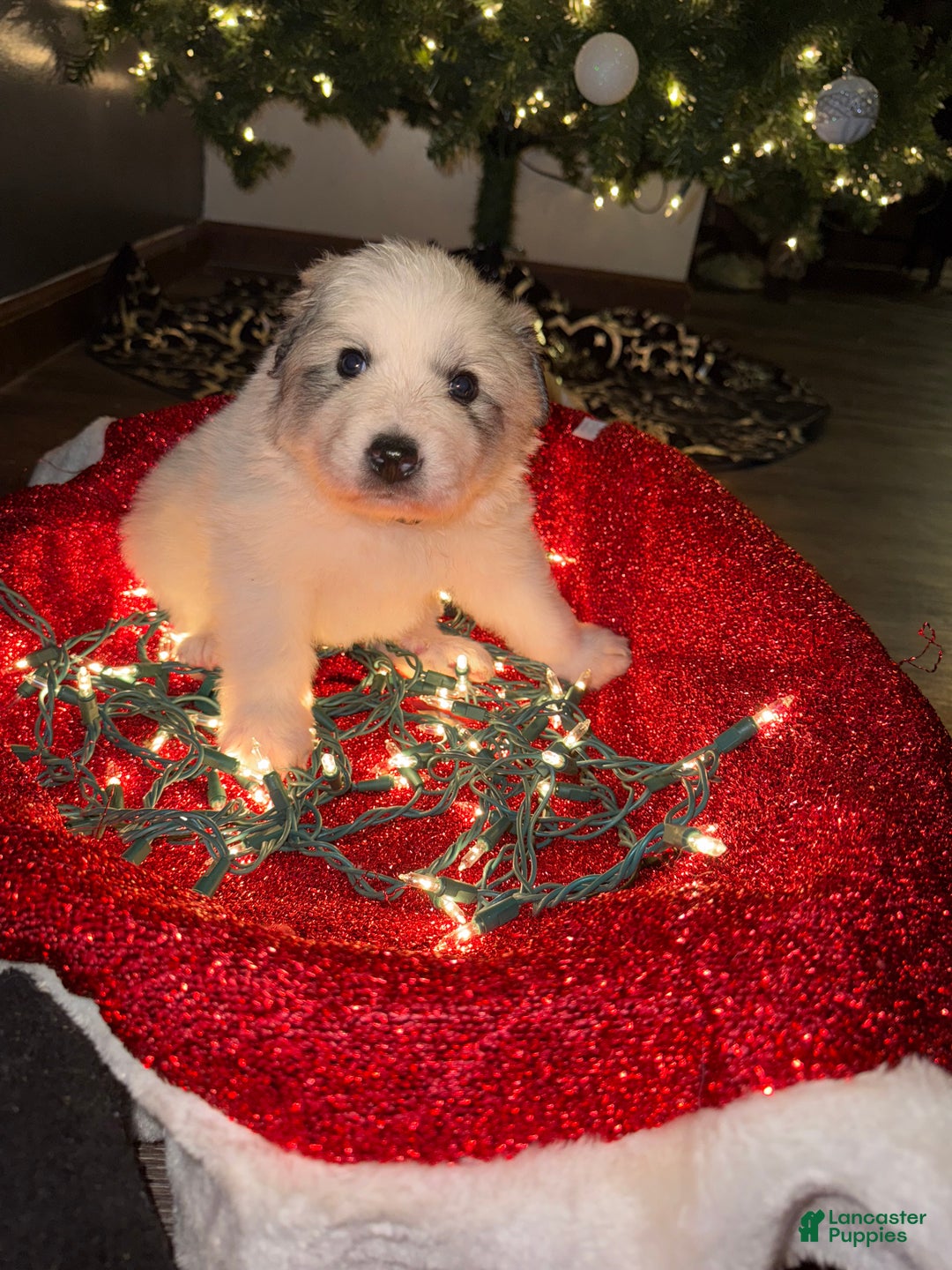 Great Pyrenees dogs for sale: Harvey- blue - Ad 1