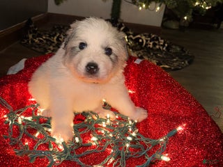 Great Pyrenees dogs Harvey- blue - Ad 19