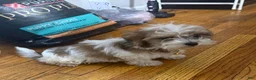 Malshi dogs for sale: Sasha - Ad 10