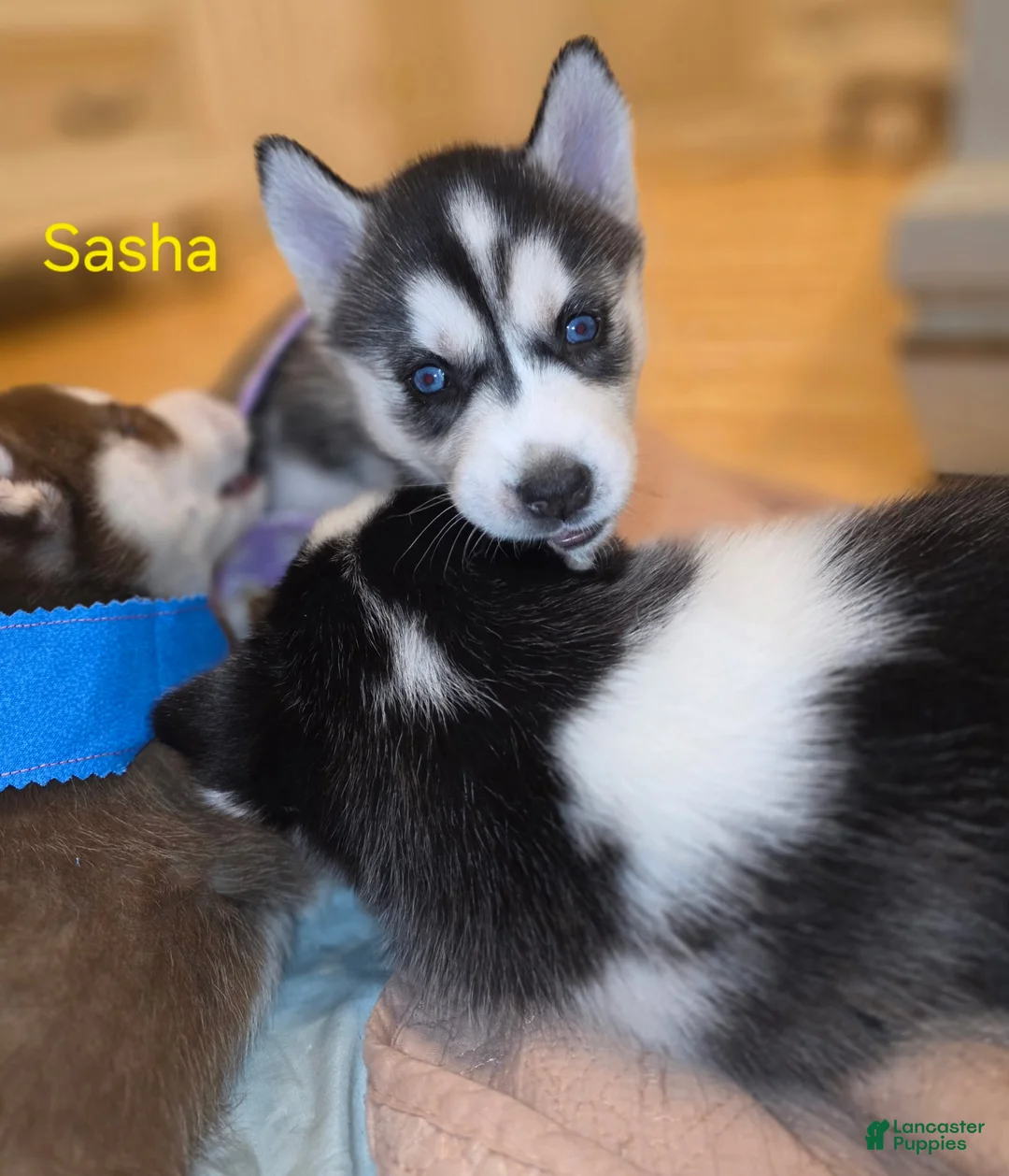 Siberian Husky dogs for sale: Sasha - Ad 4