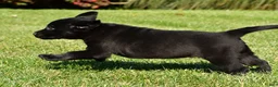 Labrador Retriever dogs for sale: Lexi - Ad 7