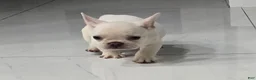 French Bulldog dogs for sale: French Bulldog 1 - Ad 7