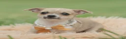 Chihuahua dogs for sale: Papi - Ad 5