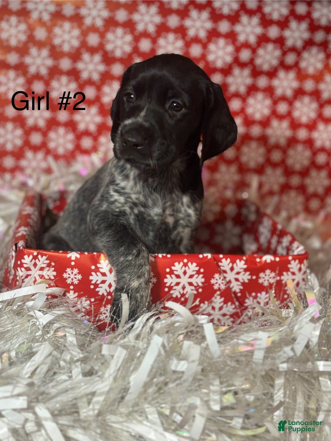 German Shorthaired Pointer dogs for sale: German Shorthaired Pointer Puppy 1 - Ad 1