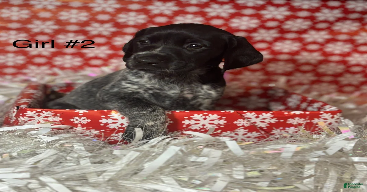 German Shorthaired Pointer Puppies for sale in Jackson, Michigan ...