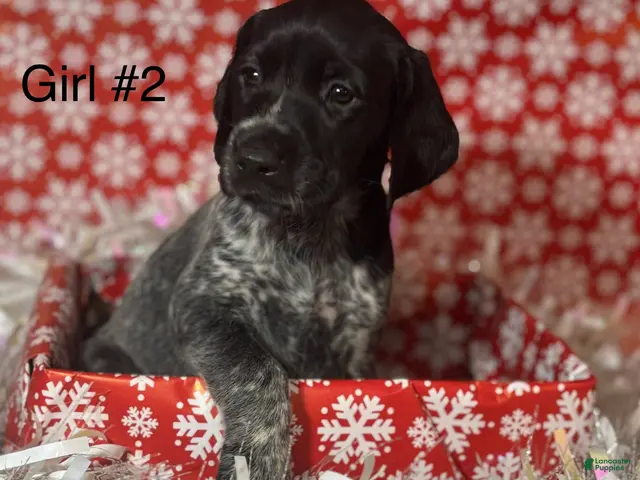 German Shorthaired Pointer dogs for sale: German Shorthaired Pointer Puppy 1 - Ad 1