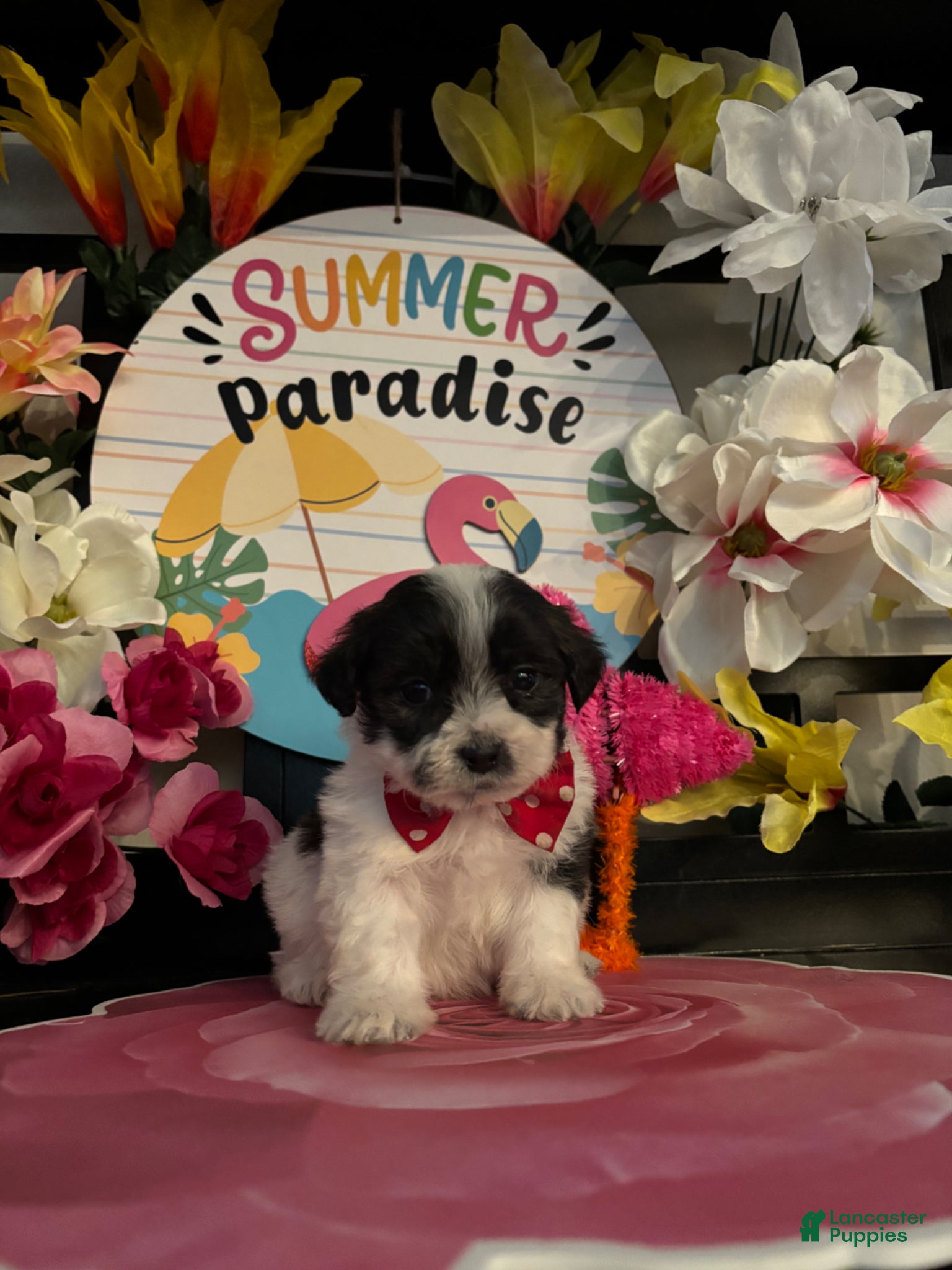 Shihpoo dogs Shih Tzu Puppy 5 - Ad 4