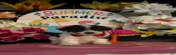 Shihpoo dogs for sale: Shih Tzu Puppy 5 - Ad 1