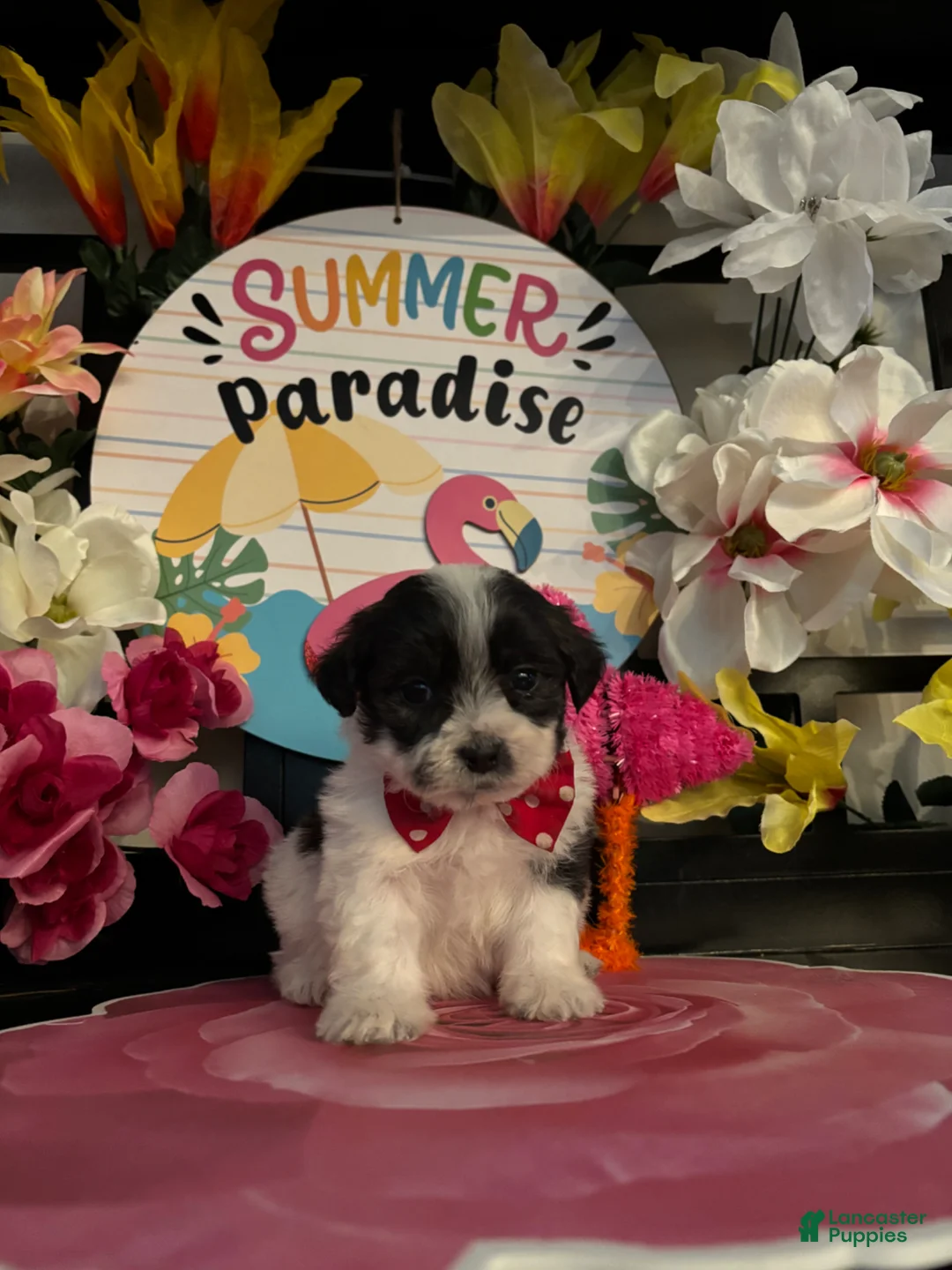 Shihpoo dogs for sale: Shih Tzu Puppy 5 - Ad 1