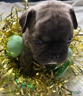 French Bulldog dogs for sale: French Bulldog Puppy 2 - Ad 2