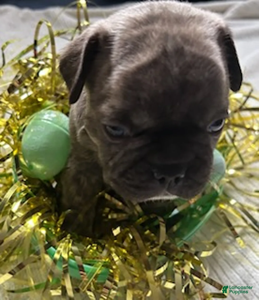 French Bulldog dogs for sale: French Bulldog Puppy 2 - Ad 1