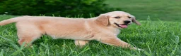 Golden Retriever dogs for sale: Lilly - Ad 3
