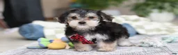 Morkie dogs for sale: Benson - Ad 2