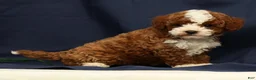 Cavapoo dogs for sale: Easton - Ad 8