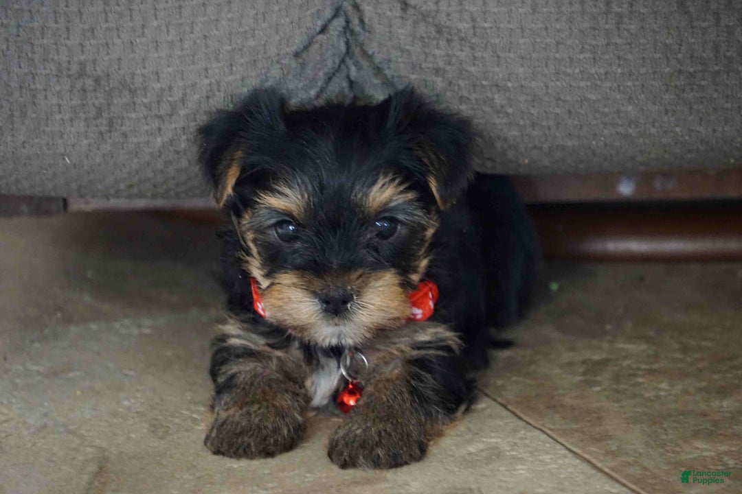 Yorkshire Terrier dogs for sale: Donny - Ad 4