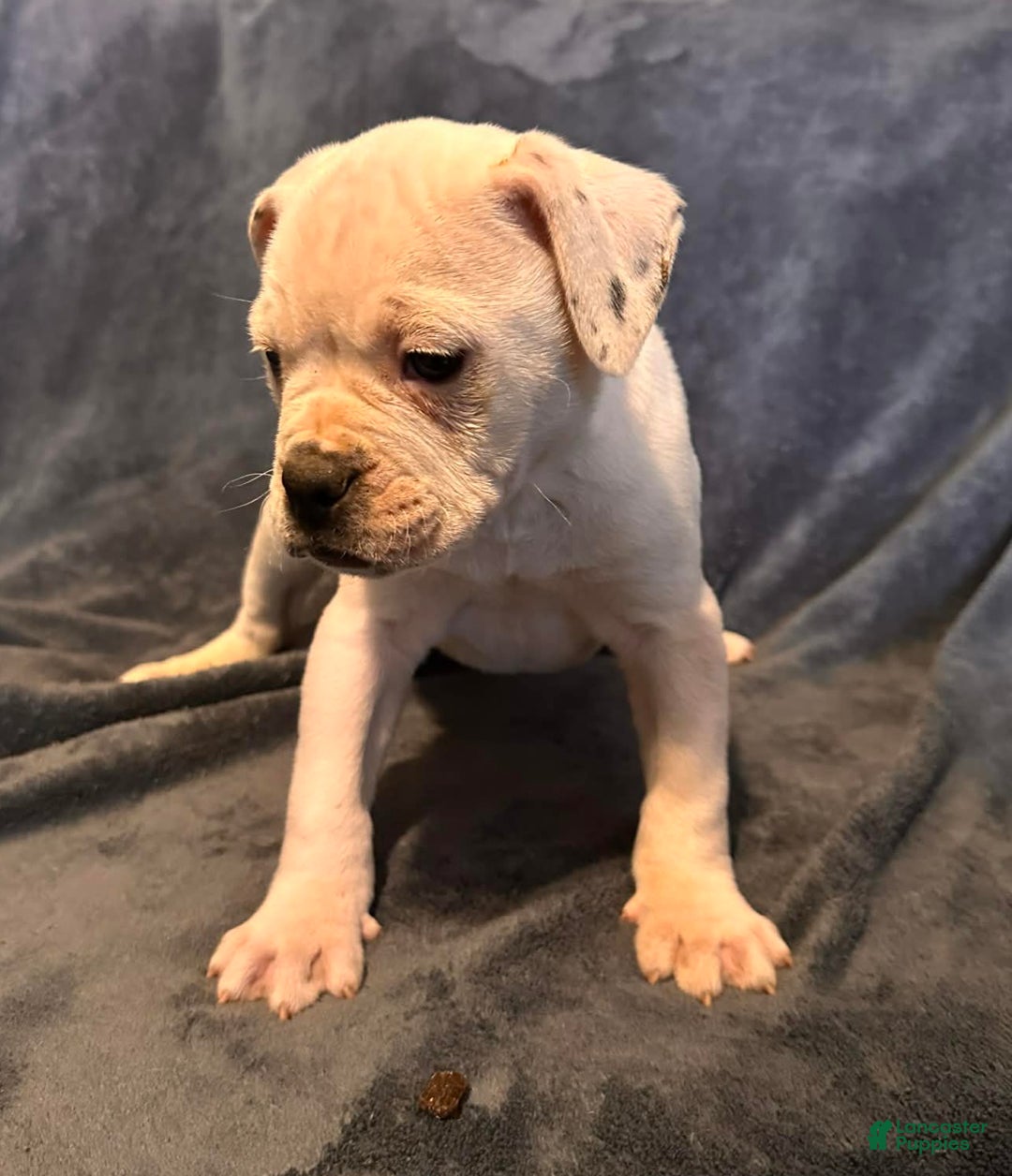 Alapaha Blue Blood Bulldog dogs for sale: Alapaha Blue Blood Bulldog Puppy 1 - Ad 3