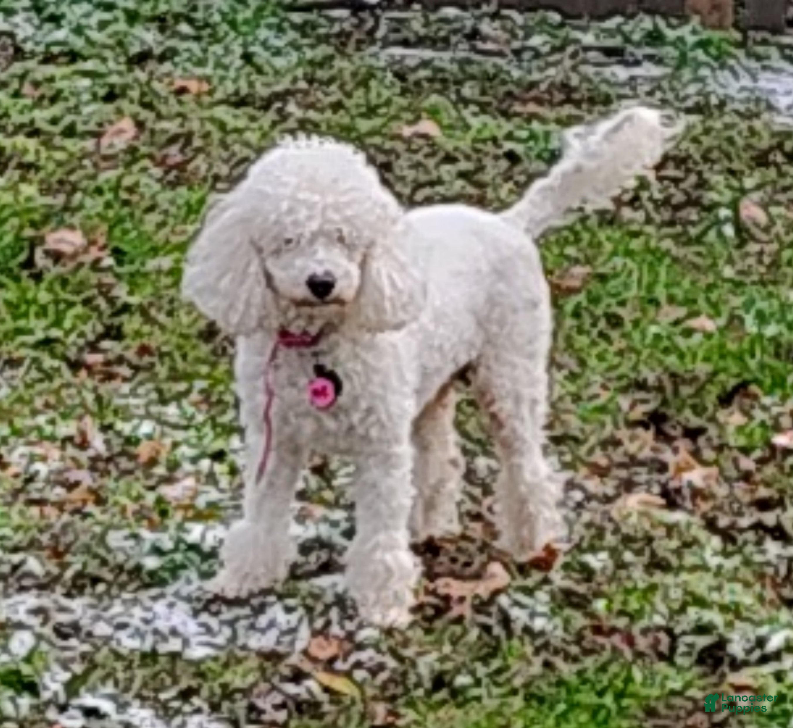 Miniature Poodle dogs KC - Ad 27