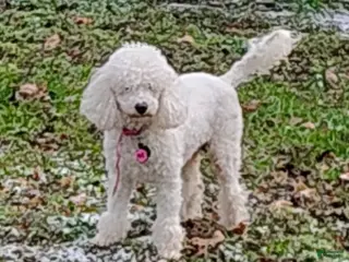 Miniature Poodle dogs KC - Ad 27