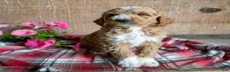 Goldendoodle dogs for sale: Lily - Ad 1