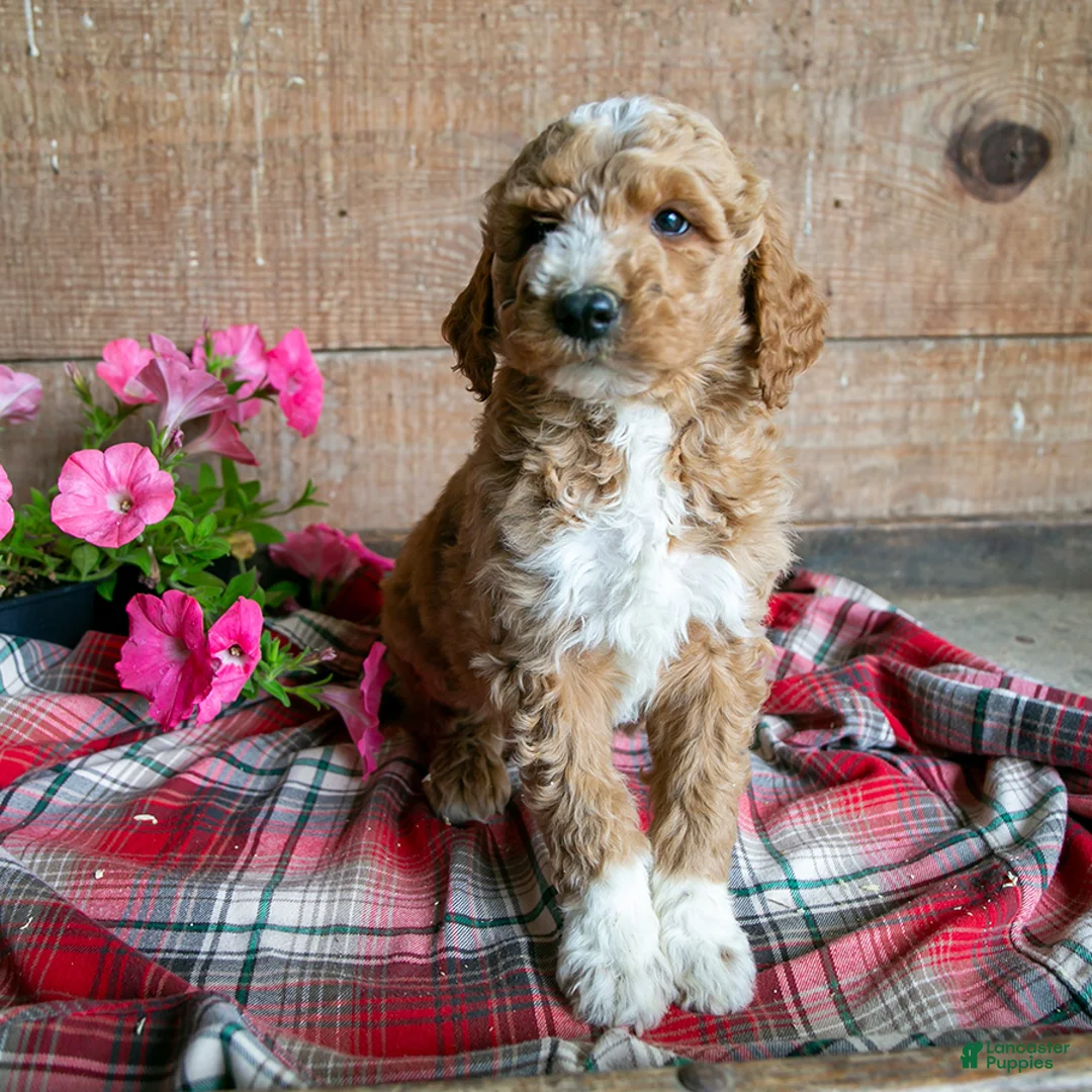 Goldendoodle dogs for sale: Lily - Ad 1