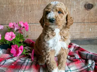 Goldendoodle dogs for sale: Lily - Ad 4