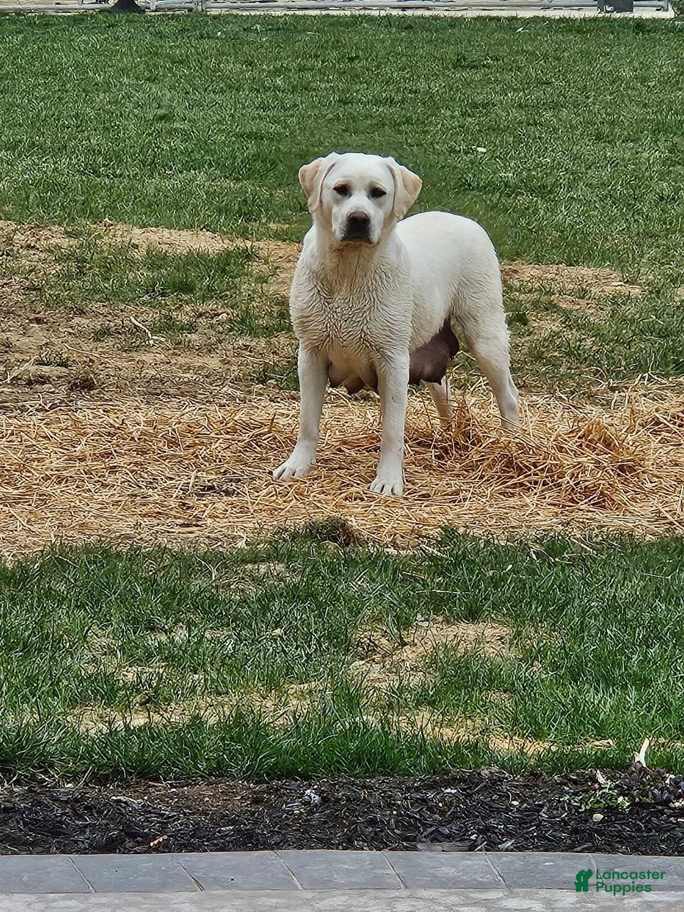 Labrador Retriever dogs Ginger  - Ad 2