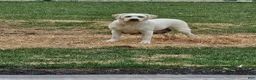 Labrador Retriever dogs for sale: Ginger  - Ad 8