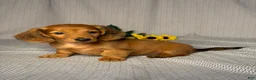 Miniature Dachshund dogs for sale: Joey - Ad 2