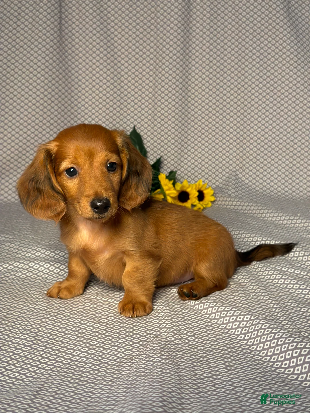 Miniature Dachshund dogs for sale: Joey - Ad 2