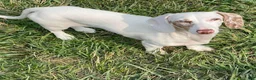 Dachshund dogs for sale: Moonie - Ad 1