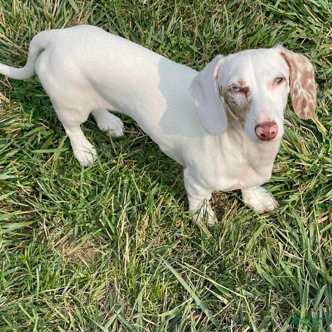 Dachshund dogs for sale: Moonie - Ad 1