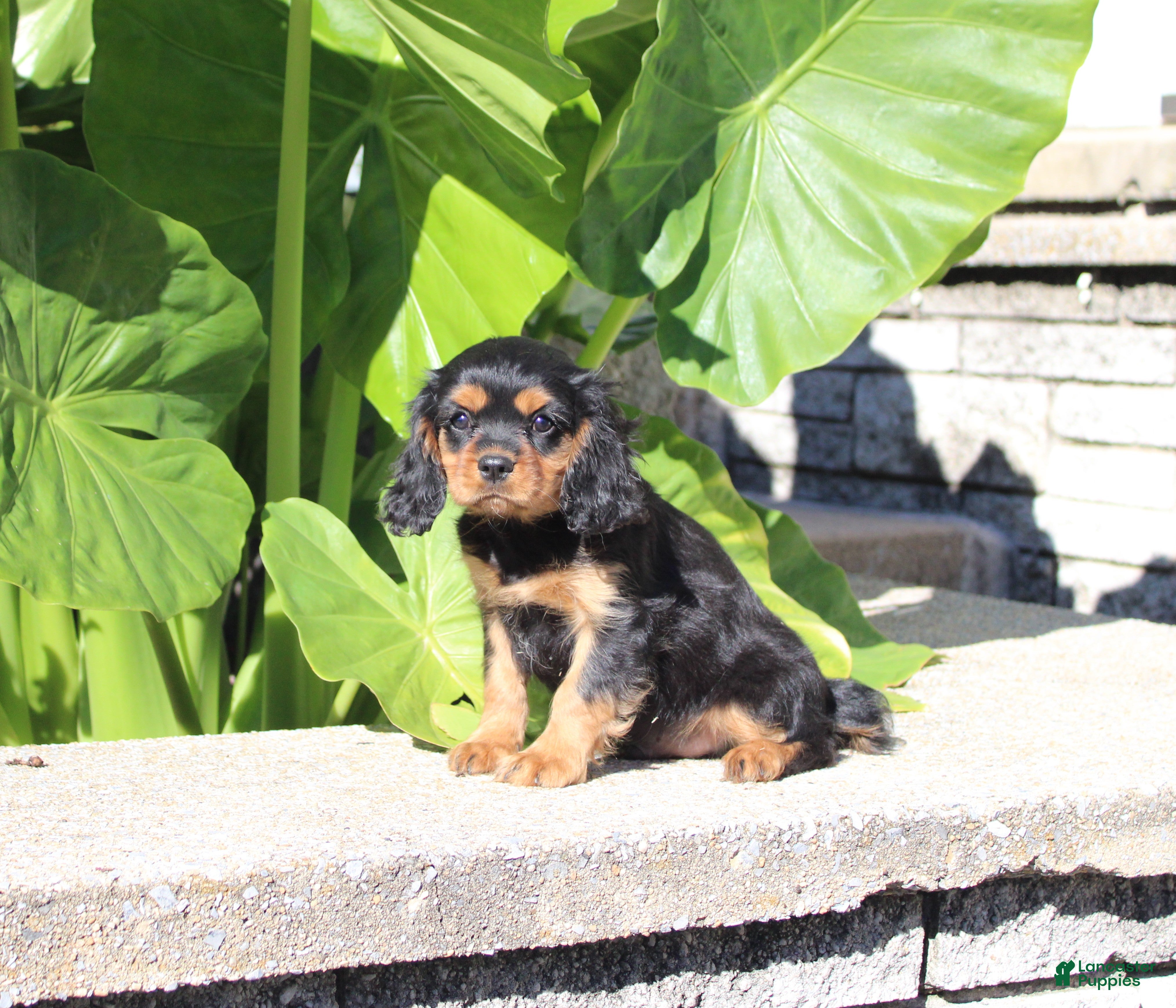 Cavalier King Charles Spaniel dogs Boston - Ad 2