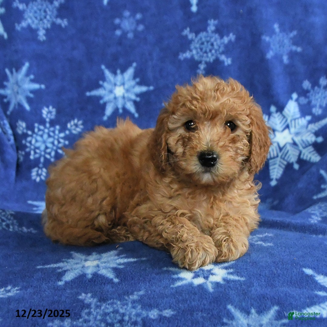 Mini Goldendoodle dogs for sale: Eve - Ad 3
