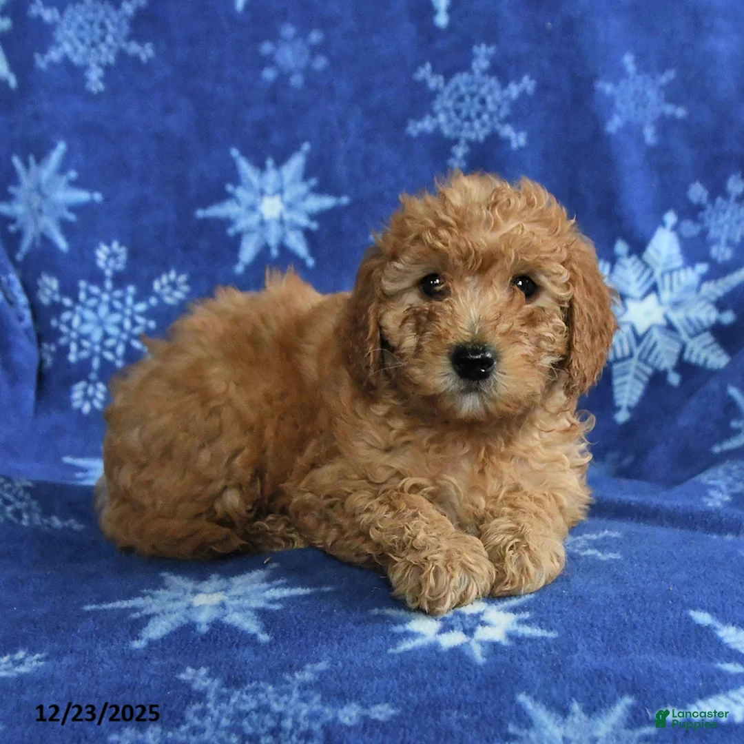 Mini Goldendoodle dogs for sale: Eve - Ad 3