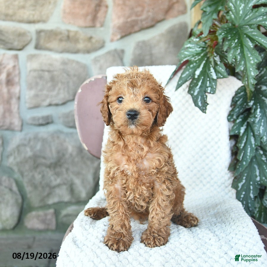 Toy Poodle dogs Leo  - Ad 2