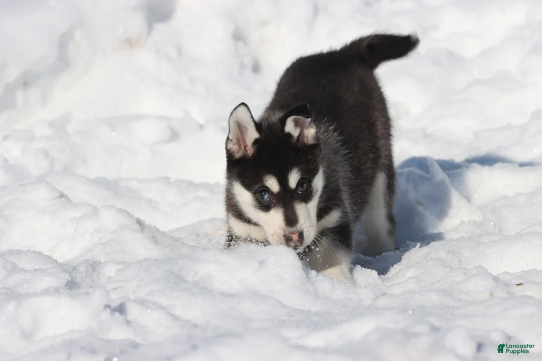 Alaskan Klee Kai dogs for sale: Cubby - Ad 4