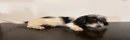 Mixed Breed dogs for sale: Colby  - Ad 5