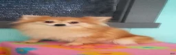 Pomeranian dogs for sale: Anson - Ad 6