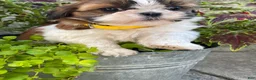Shih Tzu dogs for sale: Bonnie - Ad 2