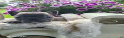 Frenchton dogs for sale: Maggie - Ad 3