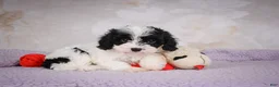 Cavapoo dogs for sale: Casey - Ad 3