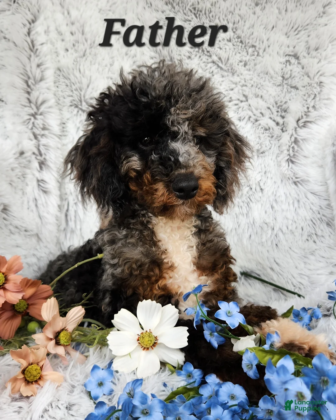 Shihpoo dogs for sale: Carter - Ad 18