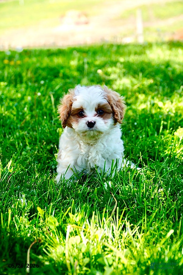 Cavapoo dogs Amos - Ad 2