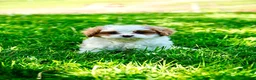 Cavapoo dogs for sale: Amos - Ad 2