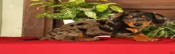 Miniature Dachshund dogs for sale: Tumbles - Ad 5