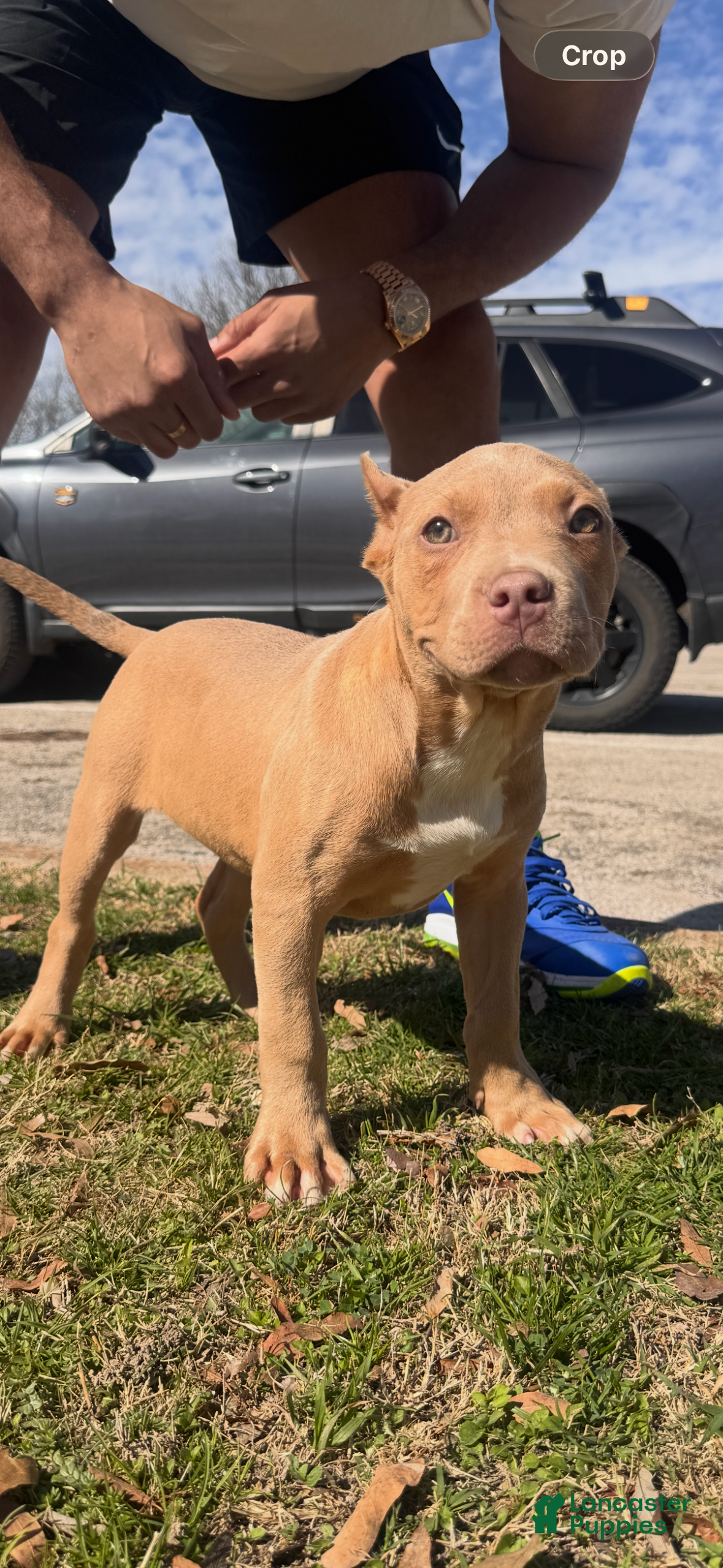 American Bully dogs Champagne (Bossy Kennels BL Champagne XL Bully) - Ad 2