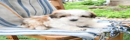 Maltipoo dogs for sale: Sugar - Ad 1